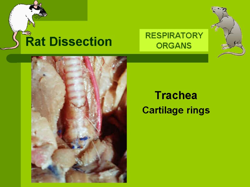 Rat Dissection RESPIRATORY ORGANS  Trachea Cartilage rings